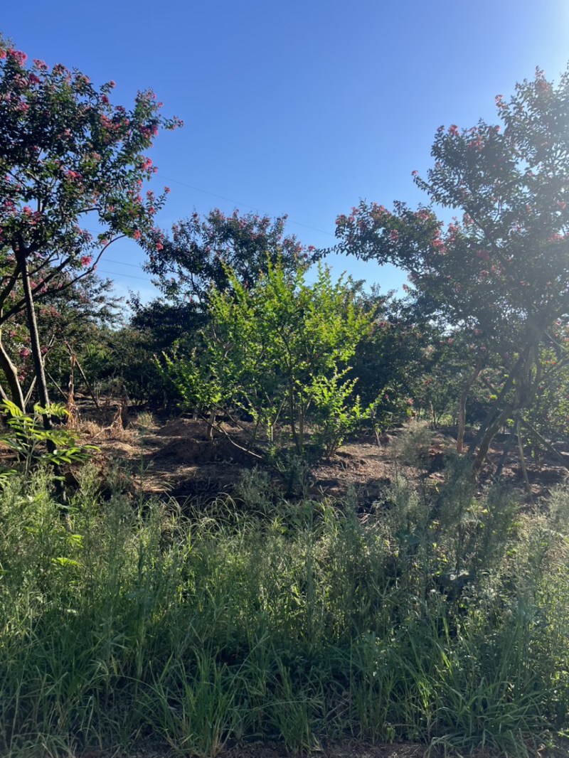 丛生紫薇奉新县邹家苗圃大量供应紫薇，欢迎老板光临洽谈