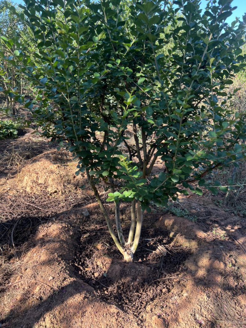 丛生紫薇奉新县邹家苗圃大量供应紫薇，欢迎老板光临洽谈