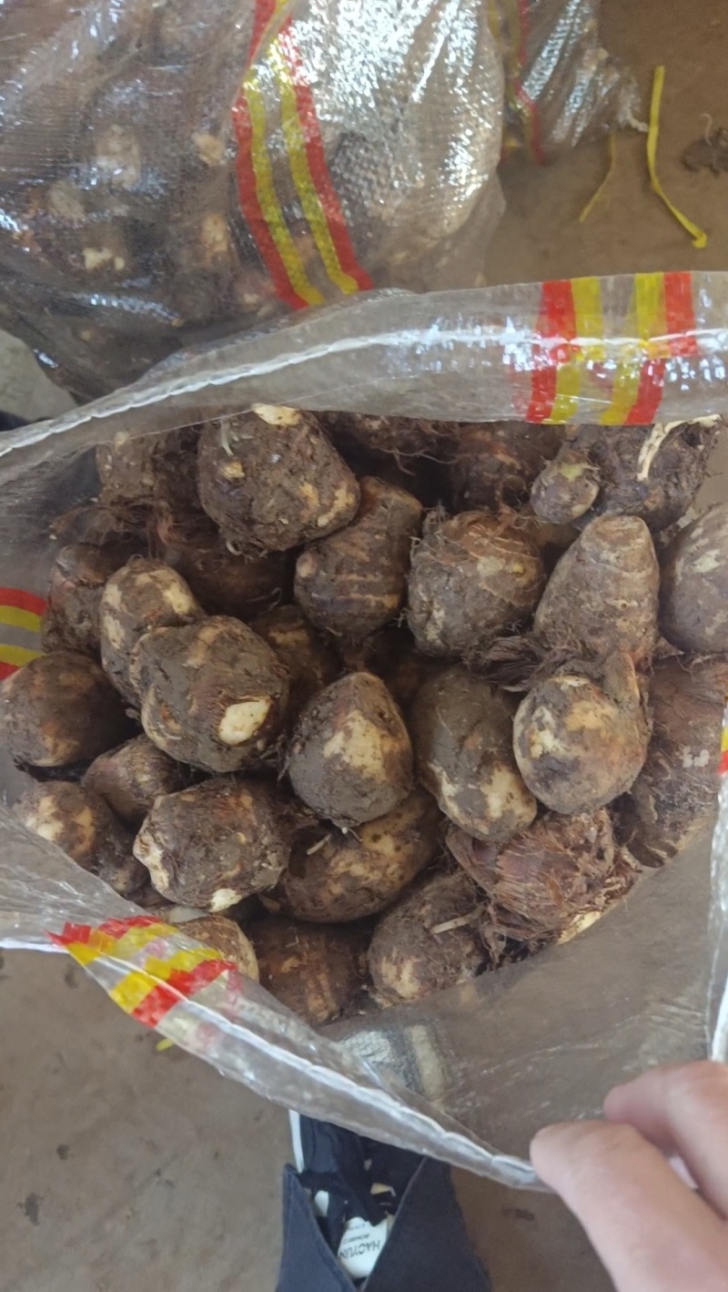 芋头山东山地芋头，大中小球都有，货源充足，产地直发