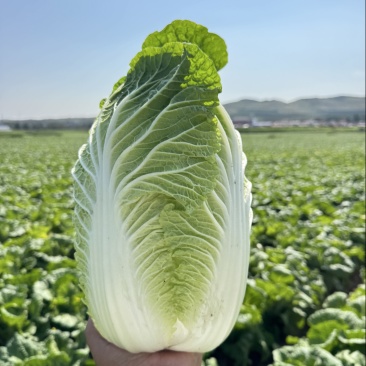 矮颗玲珑黄,货源充足,保质保量,诚信合作