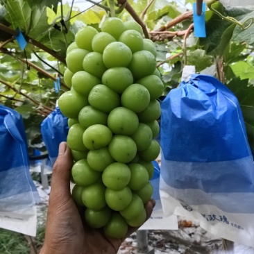 精品阳光，底糖足，15克起，串形好，口感带香