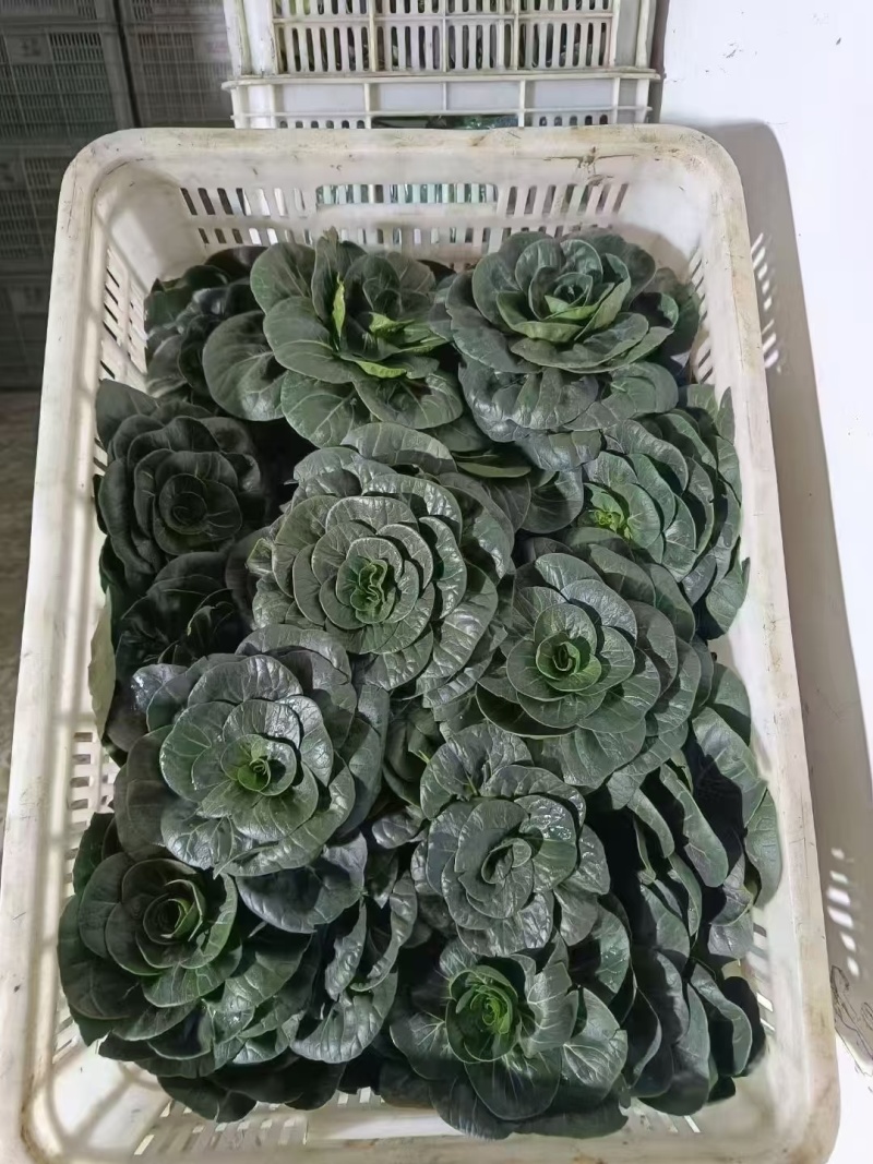 特矮苏矮脚青梗菜种子油亮苏州青种籽高产耐寒耐冻黑亮青菜种
