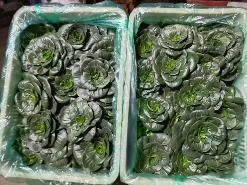特矮苏矮脚青梗菜种子油亮苏州青种籽高产耐寒耐冻黑亮青菜种