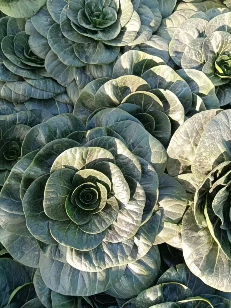 特矮苏矮脚青梗菜种子油亮苏州青种籽高产耐寒耐冻黑亮青菜种
