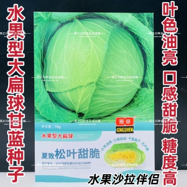夏致松叶甜脆水果甘蓝种子大扁球包菜种籽脆甜翠绿油亮扁包菜