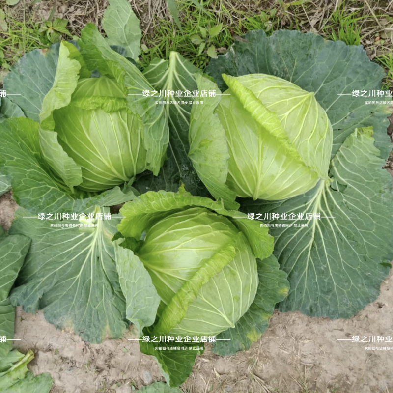 夏致松叶甜脆水果甘蓝种子大扁球包菜种籽脆甜翠绿油亮扁包菜
