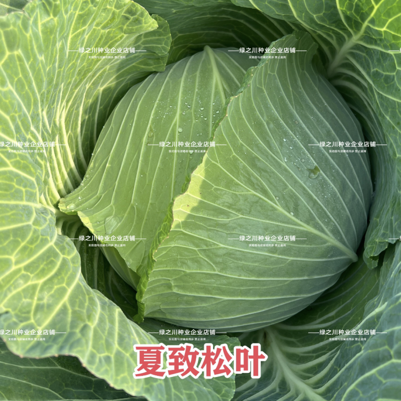夏致松叶甜脆水果甘蓝种子大扁球包菜种籽脆甜翠绿油亮扁包菜