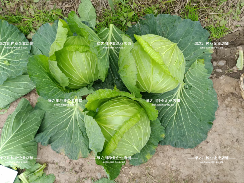 夏致松叶甜脆水果甘蓝种子大扁球包菜种籽脆甜翠绿油亮扁包菜