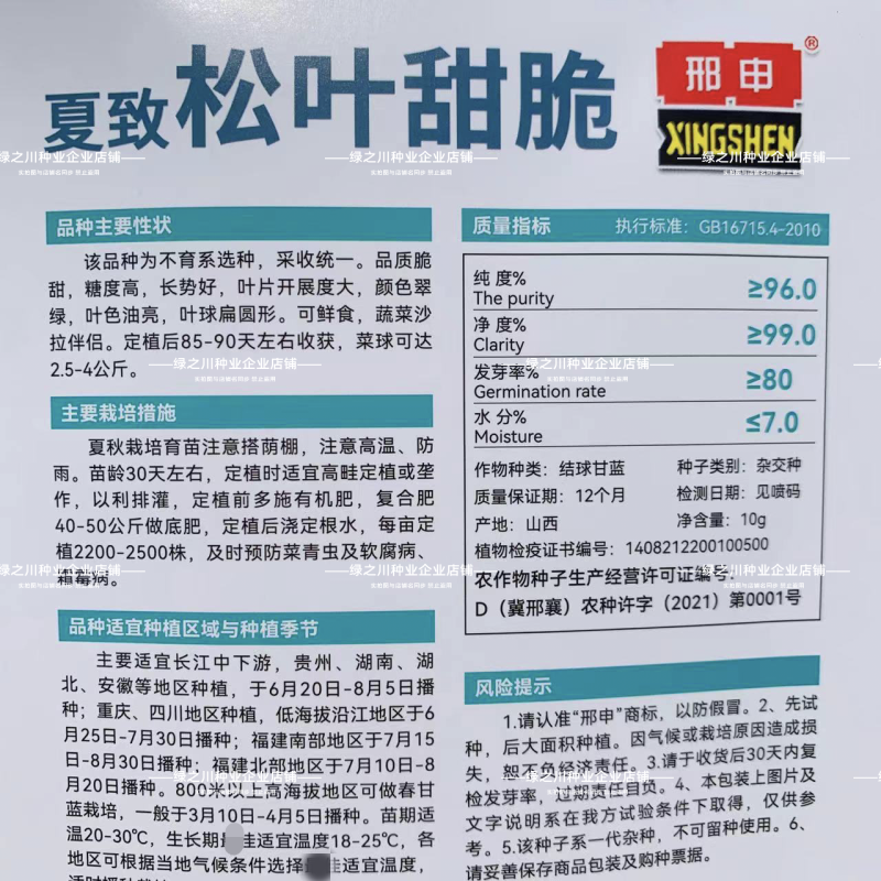 夏致松叶甜脆水果甘蓝种子大扁球包菜种籽脆甜翠绿油亮扁包菜