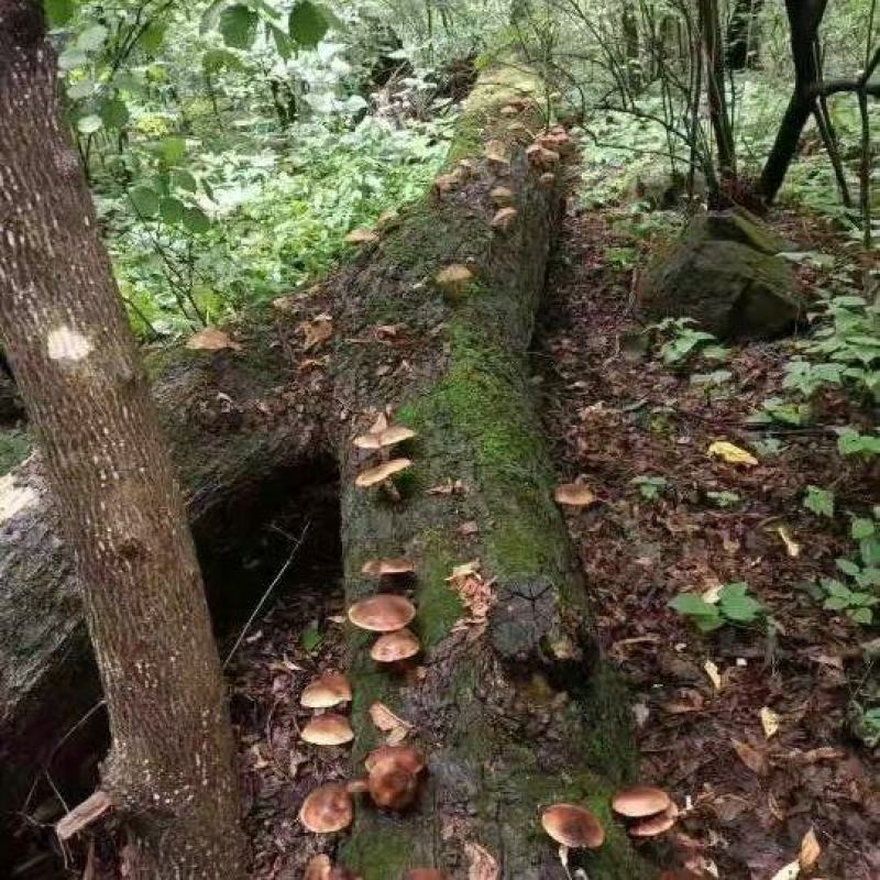 椴木香菇木头林下香菇香味浓郁颜色好批发烘干成件代发