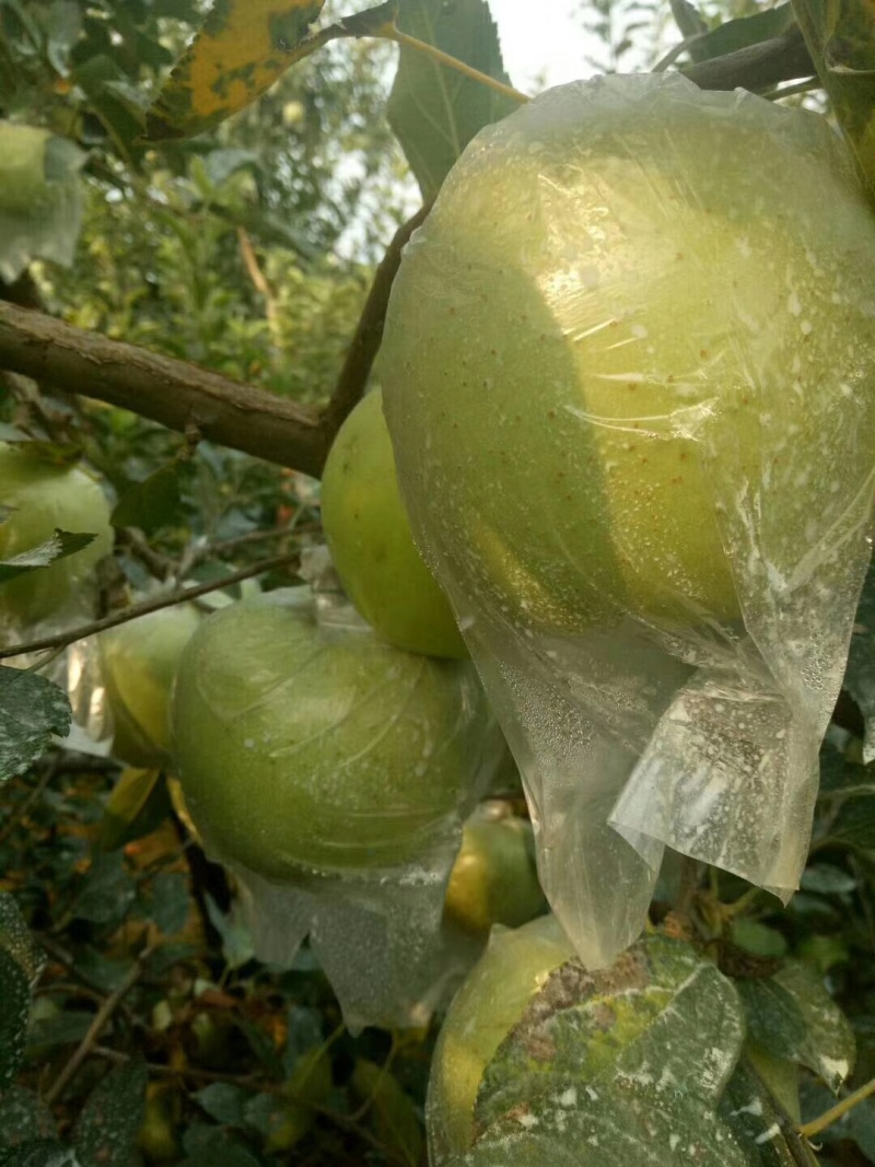 金帅苹果产地直销货源稳定可视频看货订购