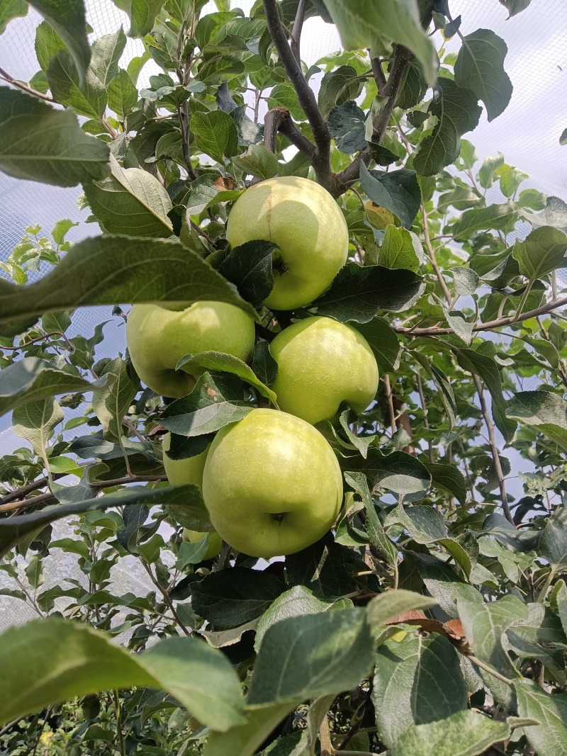金帅苹果产地直销货源稳定可视频看货订购