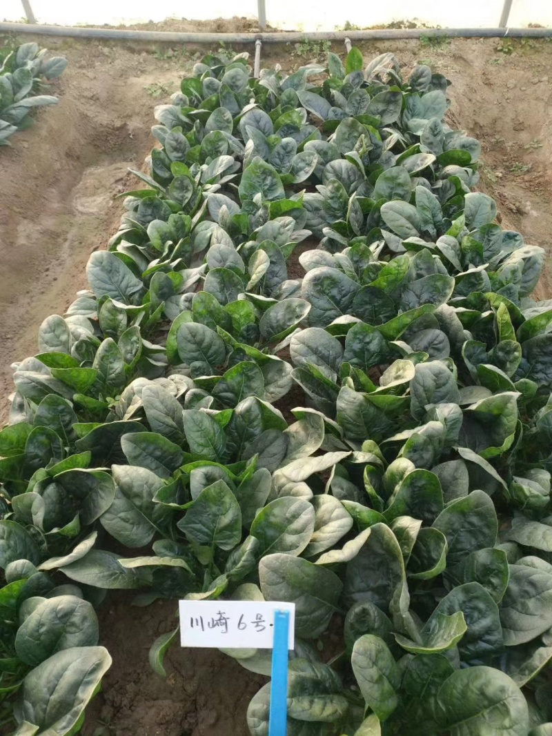 川崎6号杂交圆叶菠菜种子墨绿油亮半直立可趴地菠菜籽种基