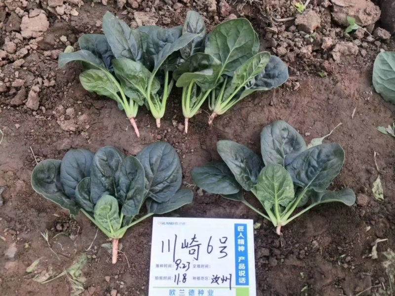 川崎6号杂交圆叶菠菜种子墨绿油亮半直立可趴地菠菜籽种基
