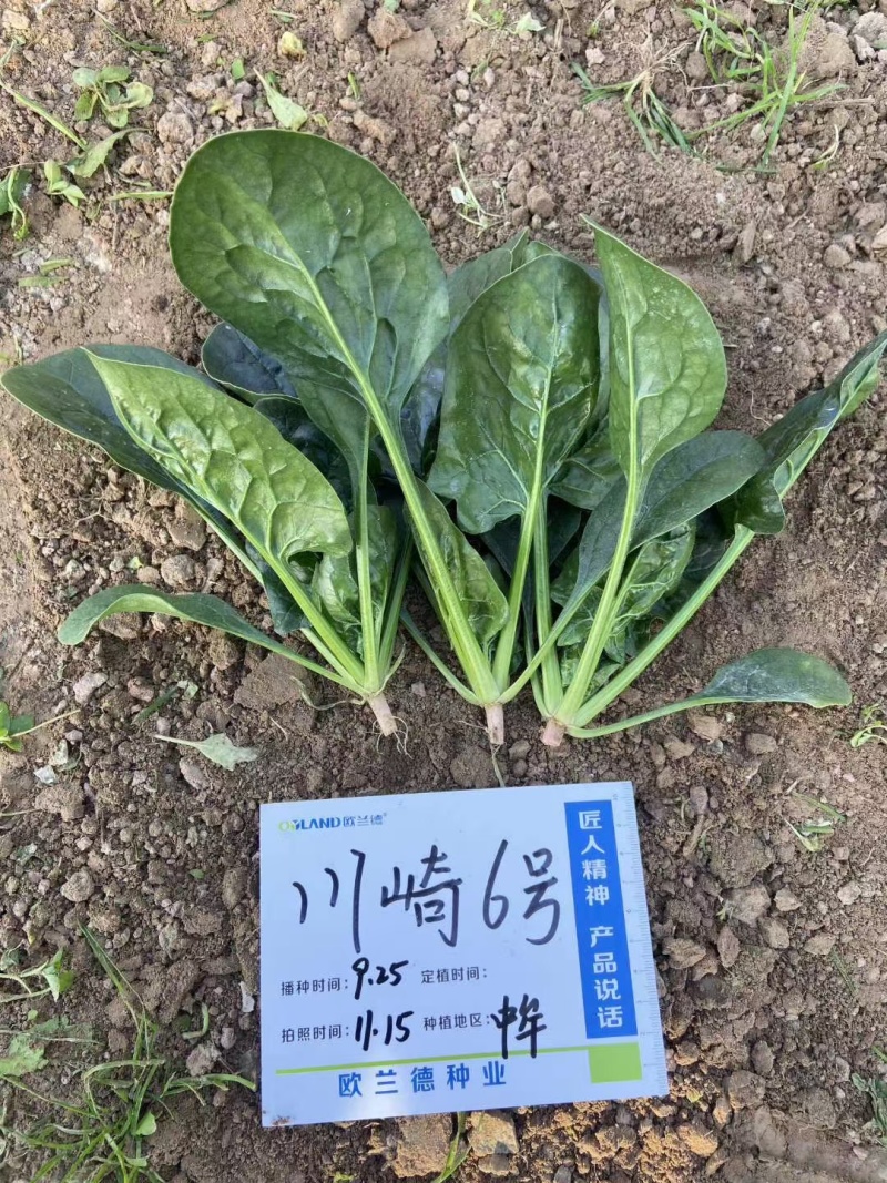 川崎6号杂交圆叶菠菜种子墨绿油亮半直立可趴地菠菜籽种基
