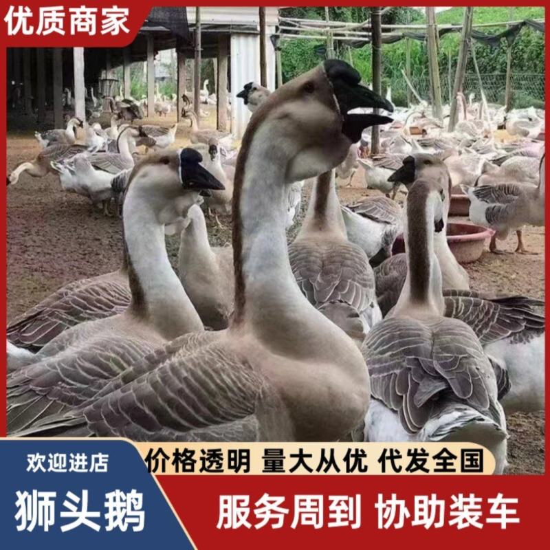 [量大从优]狮头鹅皖普浙东等，包疫苗，包成活，包运输