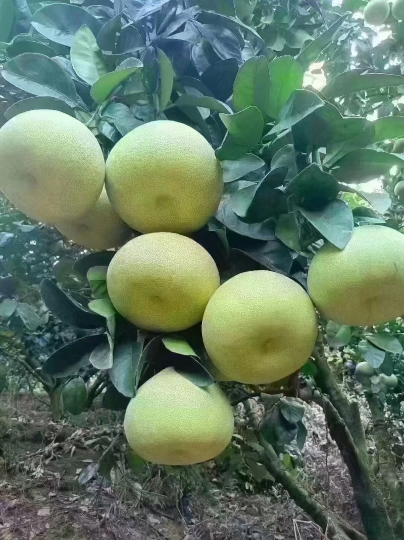 仙游县度尾文旦柚