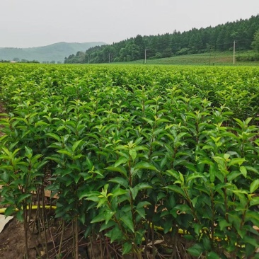 海棠苗鸡心果树苗基地直销量大质优价优一手货源欢迎采购