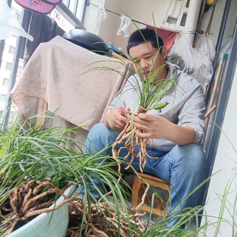 云南省怒江州兰坪莲瓣兰香飘世界