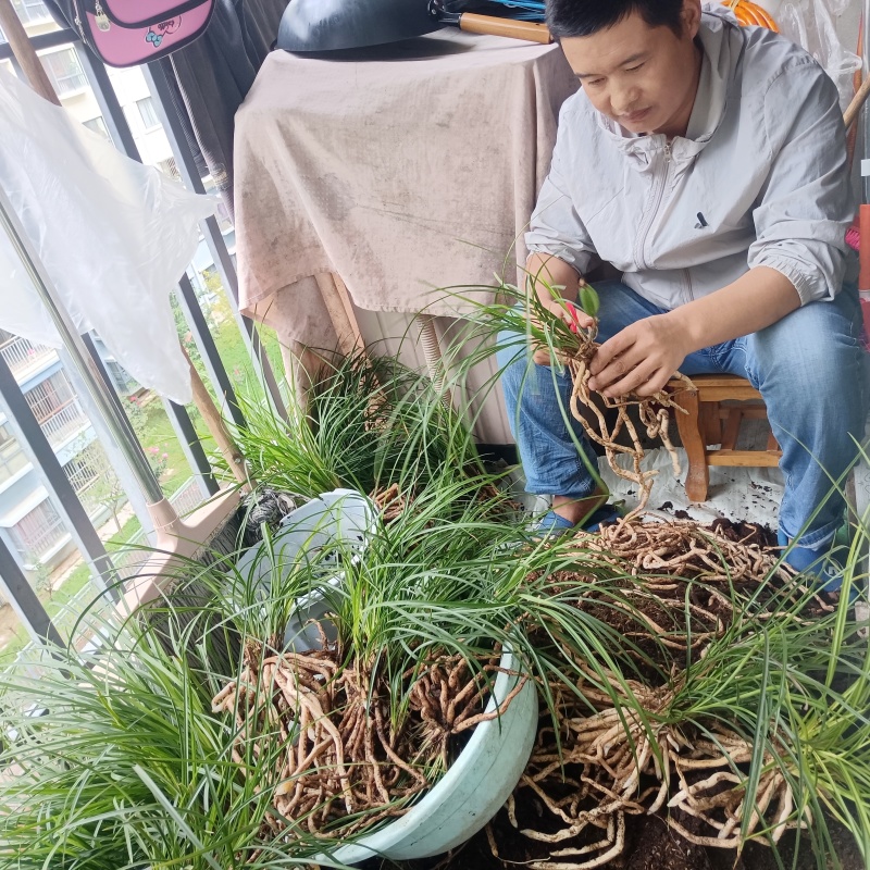 云南省怒江州兰坪莲瓣兰香飘世界
