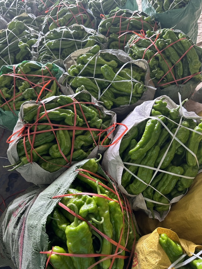 青辣椒大量上市