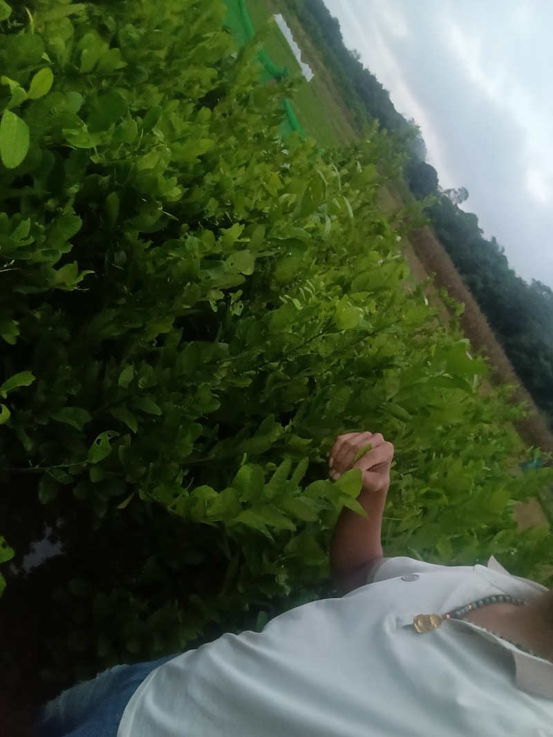 广东香水柠檬一一四季无籽香水柠檬扦插二年苗等待你来选择