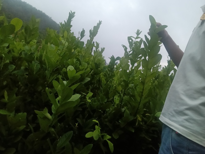 广东香水柠檬一一四季无籽香水柠檬扦插二年苗等待你来选择
