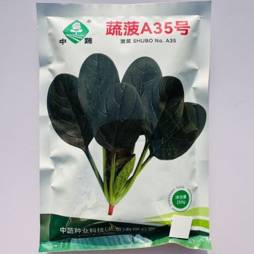 蔬菠A35号菠菜种子圆叶抗病强耐热抗寒耐抽苔大叶菠菜种子