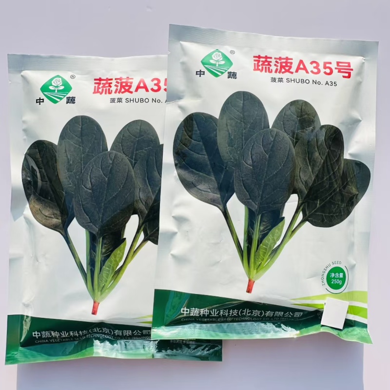 蔬菠A35号菠菜种子圆叶抗病强耐热抗寒耐抽苔大叶菠菜种子
