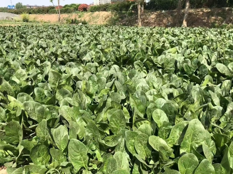 蔬菠A35号菠菜种子圆叶抗病强耐热抗寒耐抽苔大叶菠菜种子
