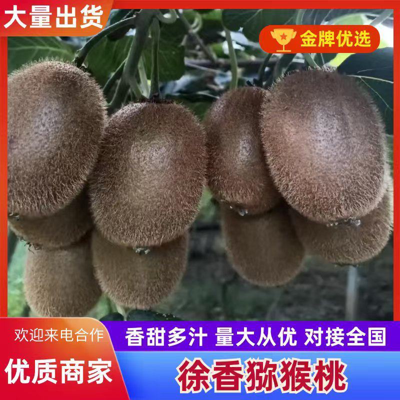 徐香猕猴桃大量上市，产地一手货源，可供应商超市场，电商。
