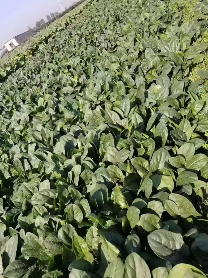 豫艺杂交趴地菠菜种籽黑优19菠菜高产耐寒黑圆叶越冬菠菜种