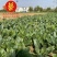 豫艺杂交趴地菠菜种籽黑优19菠菜高产耐寒黑圆叶越冬菠菜种
