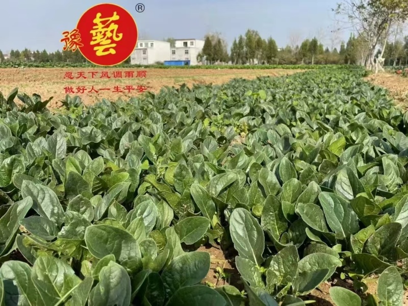 豫艺杂交趴地菠菜种籽黑优19菠菜高产耐寒黑圆叶越冬菠菜种