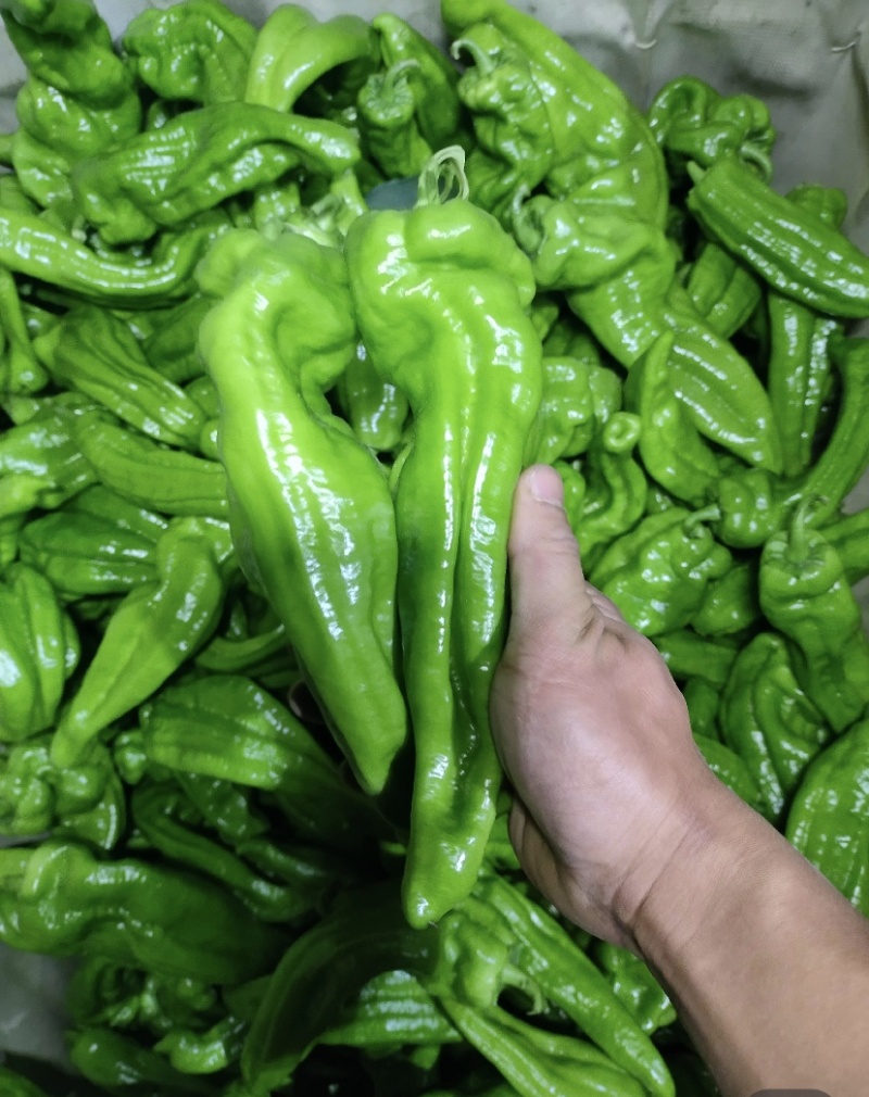 泡椒，批发产地直销，对接甘肃新疆老板，质量有保障，可议价