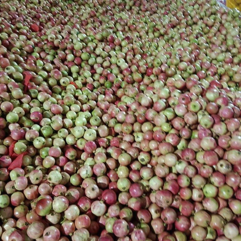 软籽石榴，榨汁果，饮料果，
