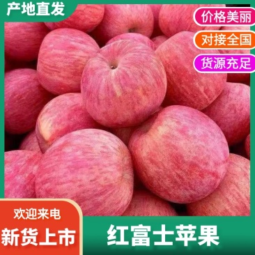 陕西渭南红富士苹果，现摘现发果肉脆甜，对接电商社区团购