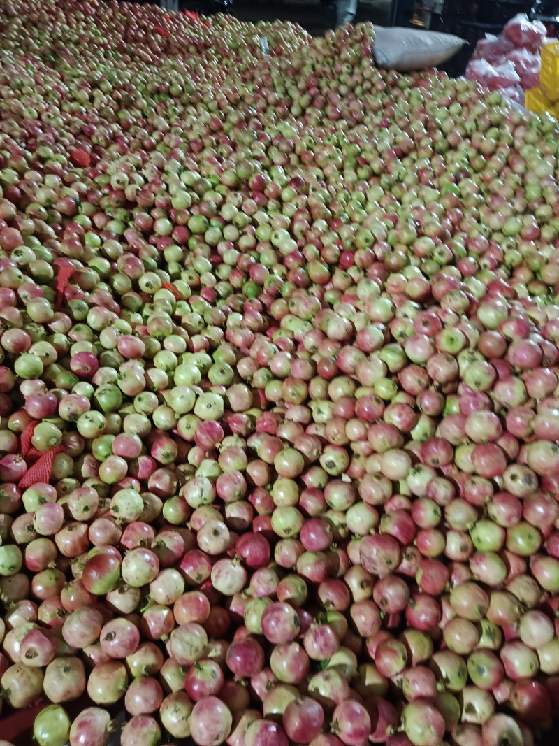 软籽石榴，榨汁果，饮料果，