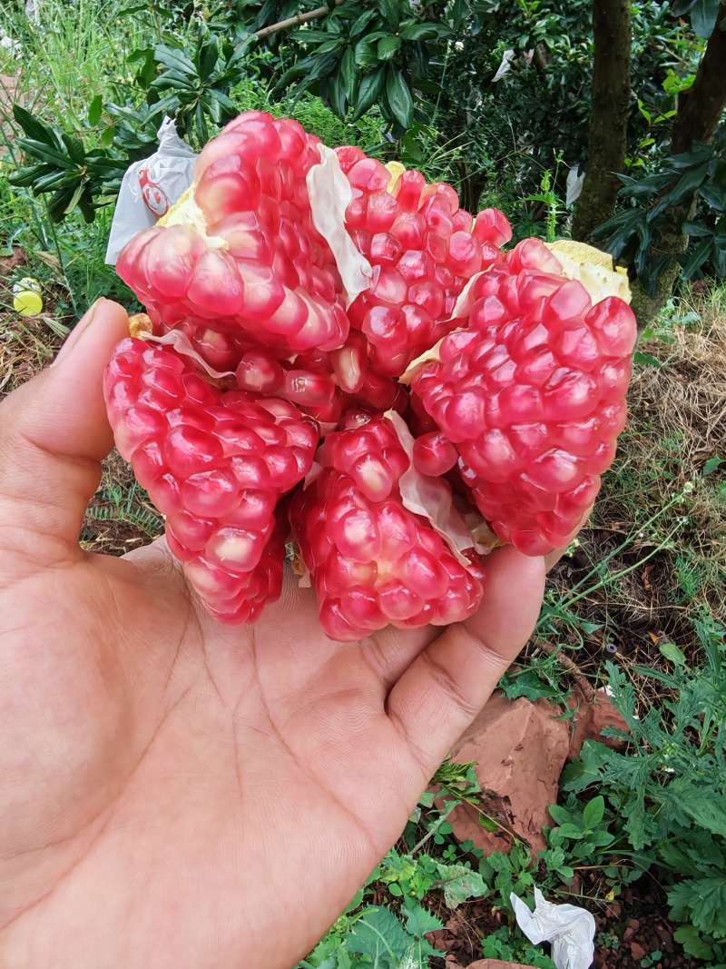 软籽石榴，榨汁果，饮料果，