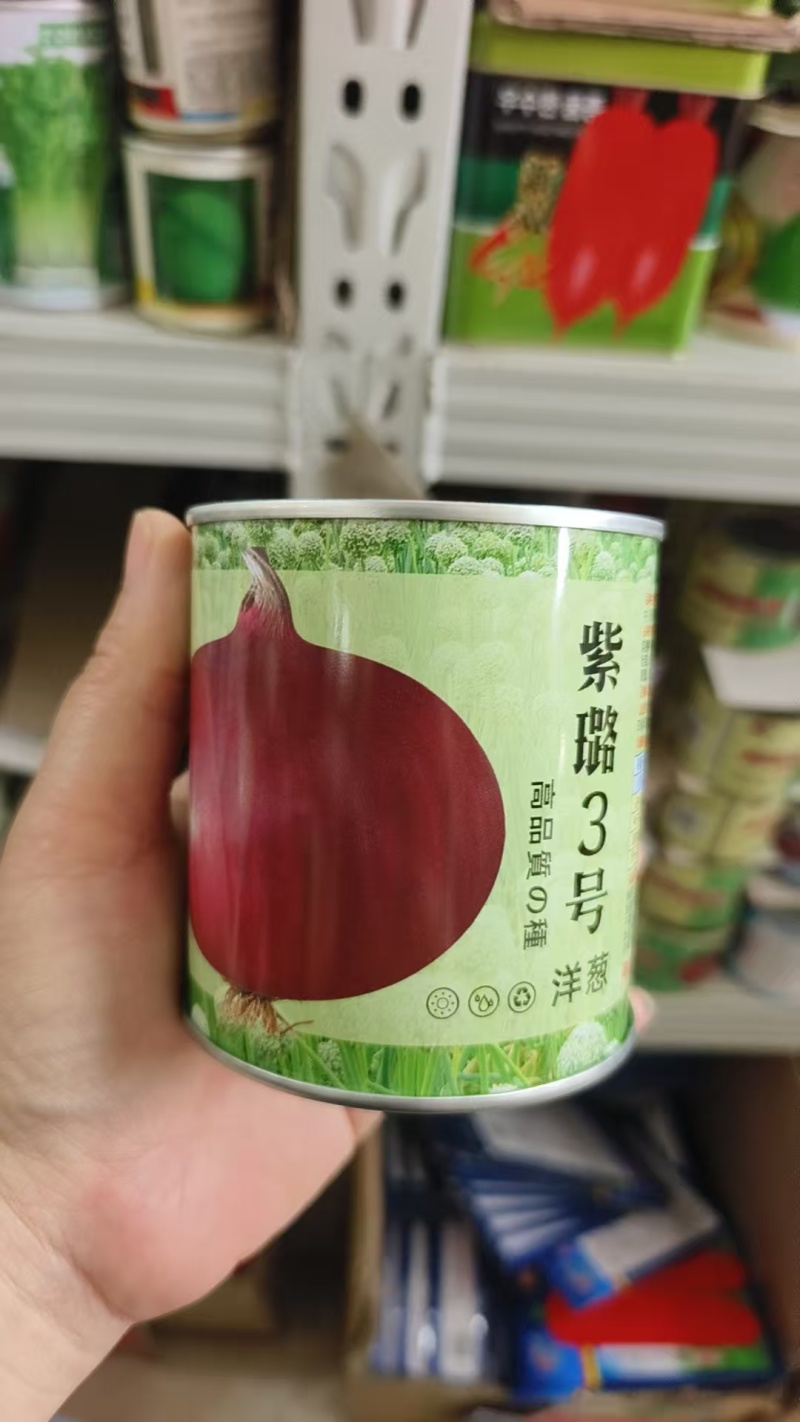 紫璐5号紫红皮洋葱种子耐寒抗病扁圆葱葱头球葱种籽大田种