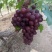 沪太八号成熟了，欢迎各位老板来采摘，不收取任何费用