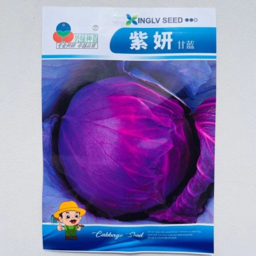 早熟紫甘蓝种子四季结球包心紫白菜种籽易种耐寒孢子卷心蔬菜