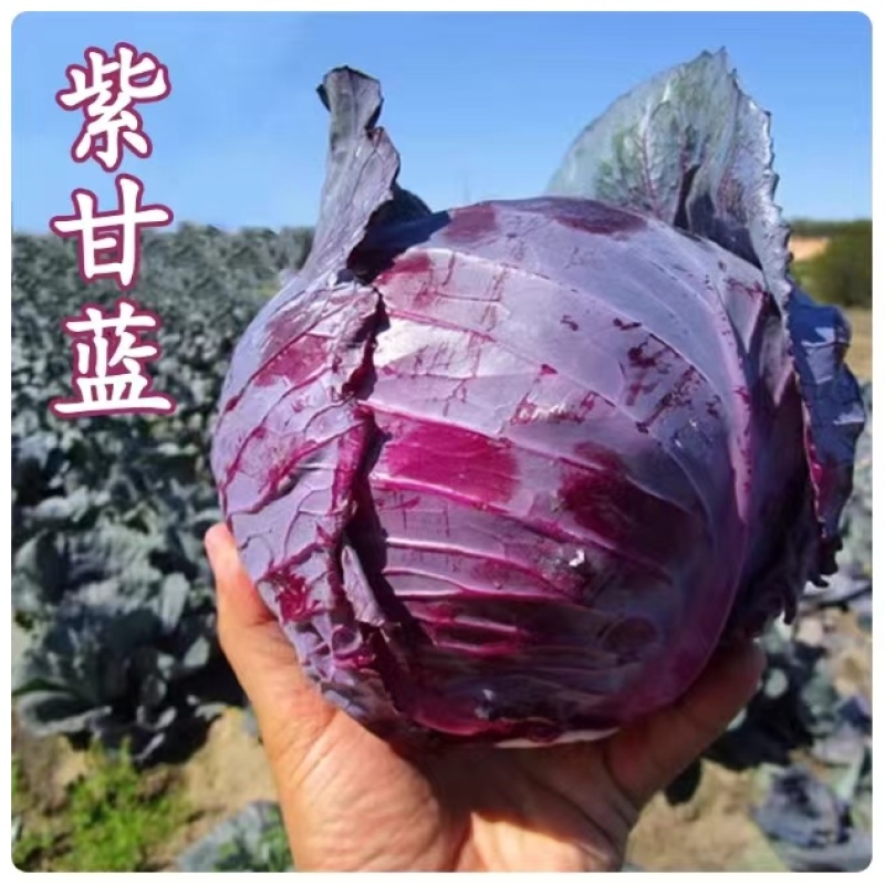 早熟紫甘蓝种子四季结球包心紫白菜种籽易种耐寒孢子卷心蔬菜