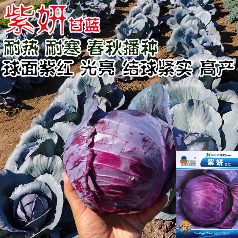 早熟紫甘蓝种子四季结球包心紫白菜种籽易种耐寒孢子卷心蔬菜