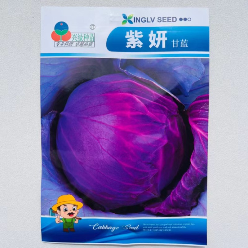 早熟紫甘蓝种子四季结球包心紫白菜种籽易种耐寒孢子卷心蔬菜