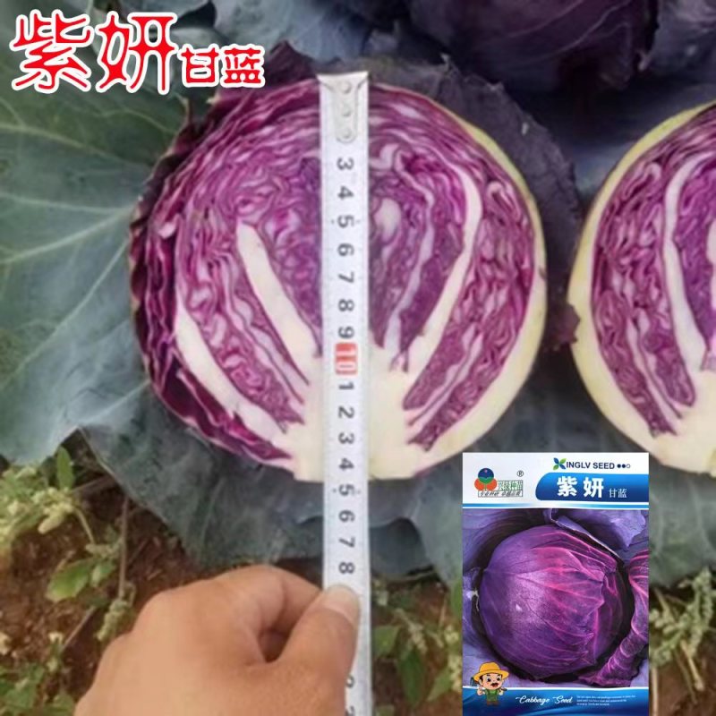 早熟紫甘蓝种子四季结球包心紫白菜种籽易种耐寒孢子卷心蔬菜