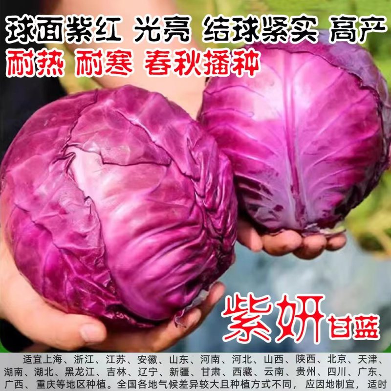 早熟紫甘蓝种子四季结球包心紫白菜种籽易种耐寒孢子卷心蔬菜