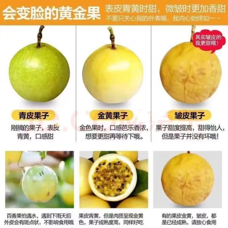 钦蜜9号黄金百香果