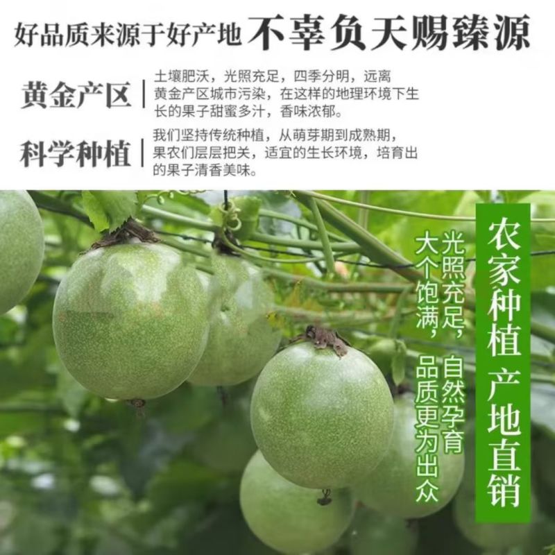 钦蜜9号黄金百香果