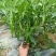 苏润樟树1号辣椒种子苏润樟树1号樟树港椒种子早熟薄皮香辣